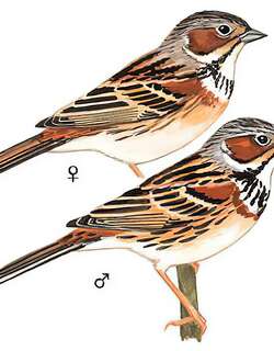 栗耳鹀 / Chestnut-eared Bunting / Emberiza fucata
