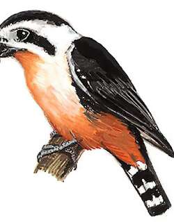 红腿小隼 / Collared Falconet / Microhierax caerulescens