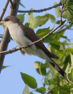 黄嘴美洲鹃 / Yellow-billed Cuckoo / Coccyzus americanus