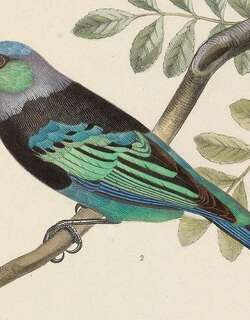 花脸唐加拉雀 / Masked Tanager / Stilpnia nigrocincta