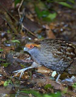斑翅林鹑 / Spot-winged Wood Quail / Odontophorus capueira