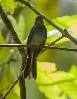 蓝扇尾鹟 / Mindanao Blue Fantail / Rhipidura superciliaris