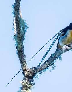 萨克森极乐鸟 / King of Saxony Bird-of-paradise / Pteridophora alberti