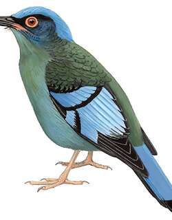 绿宽嘴鸫 / Green Cochoa / Cochoa viridis