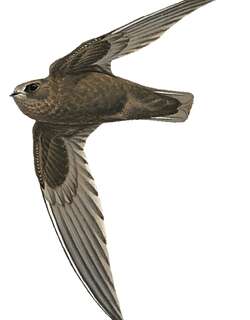 白额黑雨燕 / White-fronted Swift / Cypseloides storeri