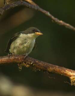 小啄花鸟 / Pygmy Flowerpecker / Dicaeum pygmaeum
