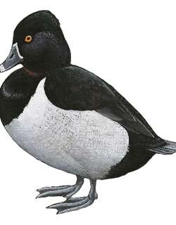 环颈潜鸭 / Ring-necked Duck / Aythya collaris