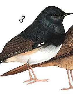 白腹短翅鸲 / White-bellied Redstart / Luscinia phaenicuroides