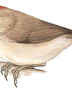 红头穗鹛 / Rufous-capped Babbler / Cyanoderma ruficeps
