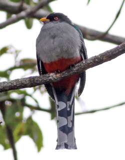 伊岛咬鹃 / Hispaniolan Trogon / Priotelus roseigaster