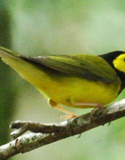 黑枕威森莺 / Hooded Warbler / Setophaga citrina