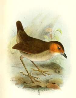棕脸蚁鸫 / Rufous-faced Antpitta / Grallaria erythrotis