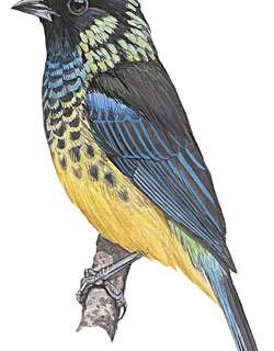 绿枕唐加拉雀 / Green-naped Tanager / Tangara fucosa