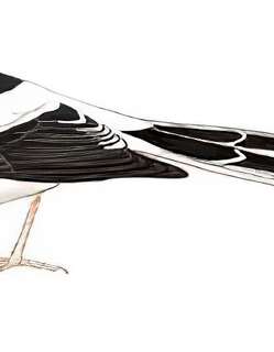 黑背燕尾 / Black-backed Forktail / Enicurus immaculatus