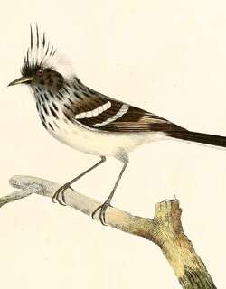 斑冠雀霸鹟 / Pied-crested Tit-Tyrant / Anairetes reguloides