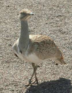 翎颌鸨 / Houbara Bustard / Chlamydotis undulata
