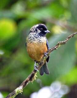 斑颊唐加拉雀 / Spangle-cheeked Tanager / Tangara dowii