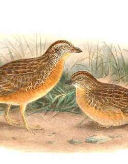 红胸三趾鹑 / Red-chested Buttonquail / Turnix pyrrhothorax
