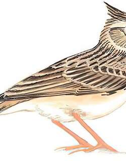 凤头百灵 / Crested Lark / Galerida cristata