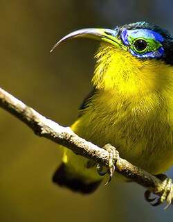 小弯嘴裸眉鸫 / Yellow-bellied Sunbird-Asity / Neodrepanis hypoxantha