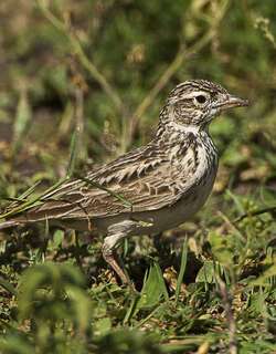 北非歌百灵 / Singing Bush Lark / Mirafra cantillans