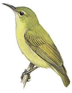 小绿食蜜鸟 / Little Green Sunbird / Anthreptes seimundi