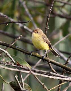 拟莺多拉霸鹟 / Warbling Doradito / Pseudocolopteryx flaviventris