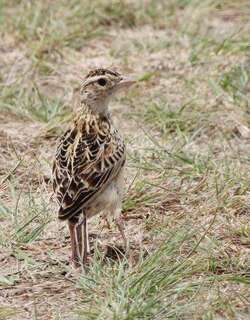 拉氏歌百灵 / Rudd’s Lark / Heteromirafra ruddi
