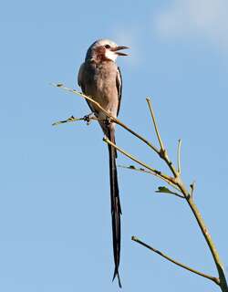 飘带尾霸鹟 / Streamer-tailed Tyrant / Gubernetes yetapa