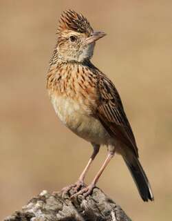 棕颈歌百灵 / Rufous-naped Lark / Mirafra africana