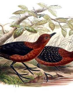 黑翅栗秧鸡 / Forbes’s Forest Rail / Rallicula forbesi