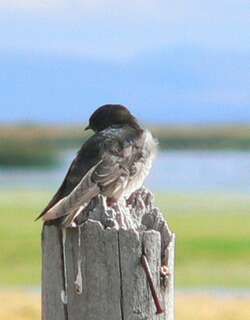 安第斯燕 / Andean Swallow / Haplochelidon andecola