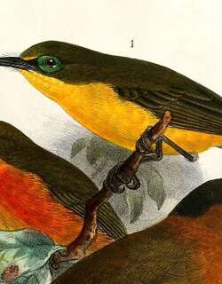 栗腹饰眼鹟 / Yellow-bellied Wattle-eye / Platysteira concreta