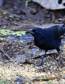 丛拟鹂 / Scrub Blackbird / Dives warczewiczi