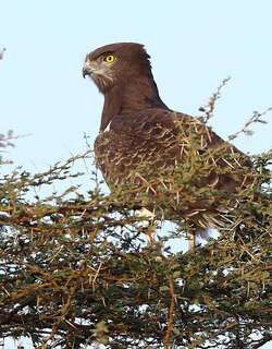 黑胸短趾雕 / Black-chested Snake Eagle / Circaetus pectoralis