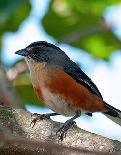 红腰歌鹀 / Buff-throated Warbling Finch / Microspingus lateralis