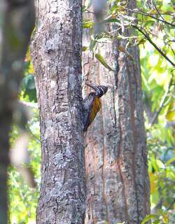 棕斑金背啄木鸟 / Buff-spotted Flameback / Chrysocolaptes lucidus