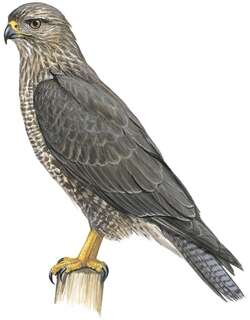 索岛鵟 / Socotra Buzzard / Buteo socotraensis