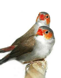 橙颊梅花雀 / Orange-cheeked Waxbill / Estrilda melpoda