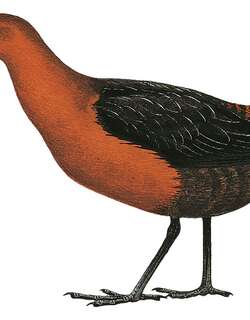 白纹栗秧鸡 / White-striped Forest Rail / Rallicula leucospila