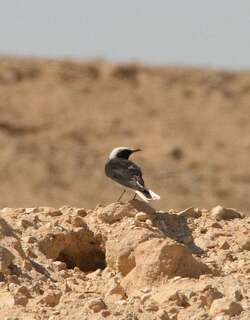 冠䳭 / Hooded Wheatear / Oenanthe monacha
