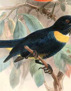 金胸唐纳雀 / Golden-chested Tanager / Bangsia rothschildi
