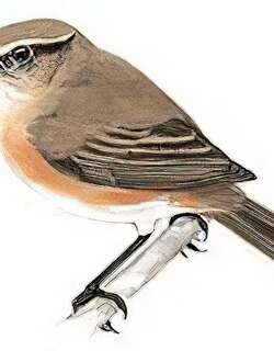 东方叽咋柳莺 / Mountain Chiffchaff