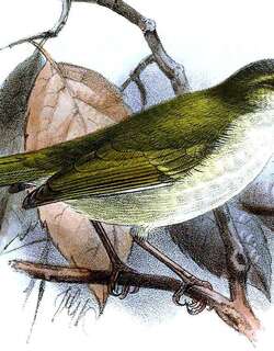 菲律宾柳莺 / Philippine Leaf Warbler / Phylloscopus olivaceus