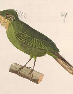 西须冠鹎 / Western Bearded Greenbul / Criniger barbatus