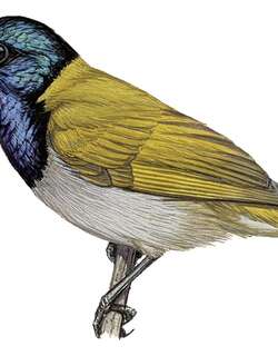 班氏花蜜鸟 / Bannerman’s Sunbird / Cyanomitra bannermani