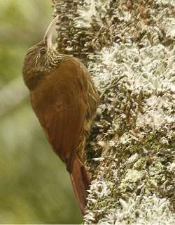 杜伊达䴕雀 / Duida Woodcreeper / Lepidocolaptes duidae