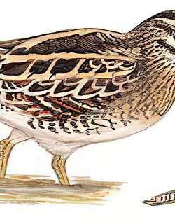 澳南沙锥 / Latham’s Snipe / Gallinago hardwickii