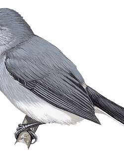 灰喉蚋莺 / Slate-throated Gnatcatcher / Polioptila schistaceigula