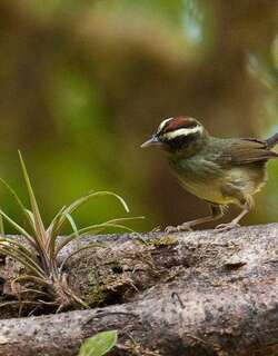 王森莺 / Pirre Warbler / Basileuterus ignotus